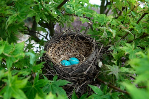 Bird-Nest