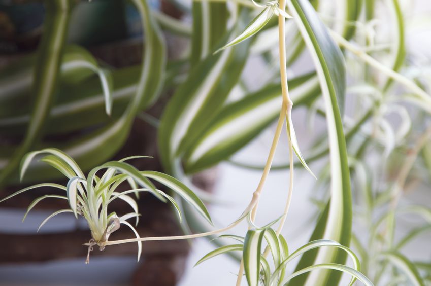 spider_plant