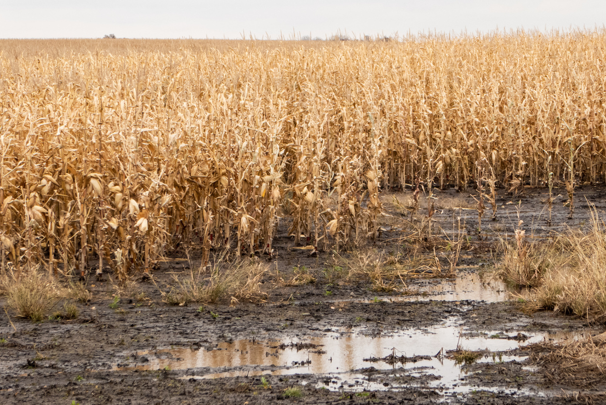 Flooded Cornfield in eastern SD