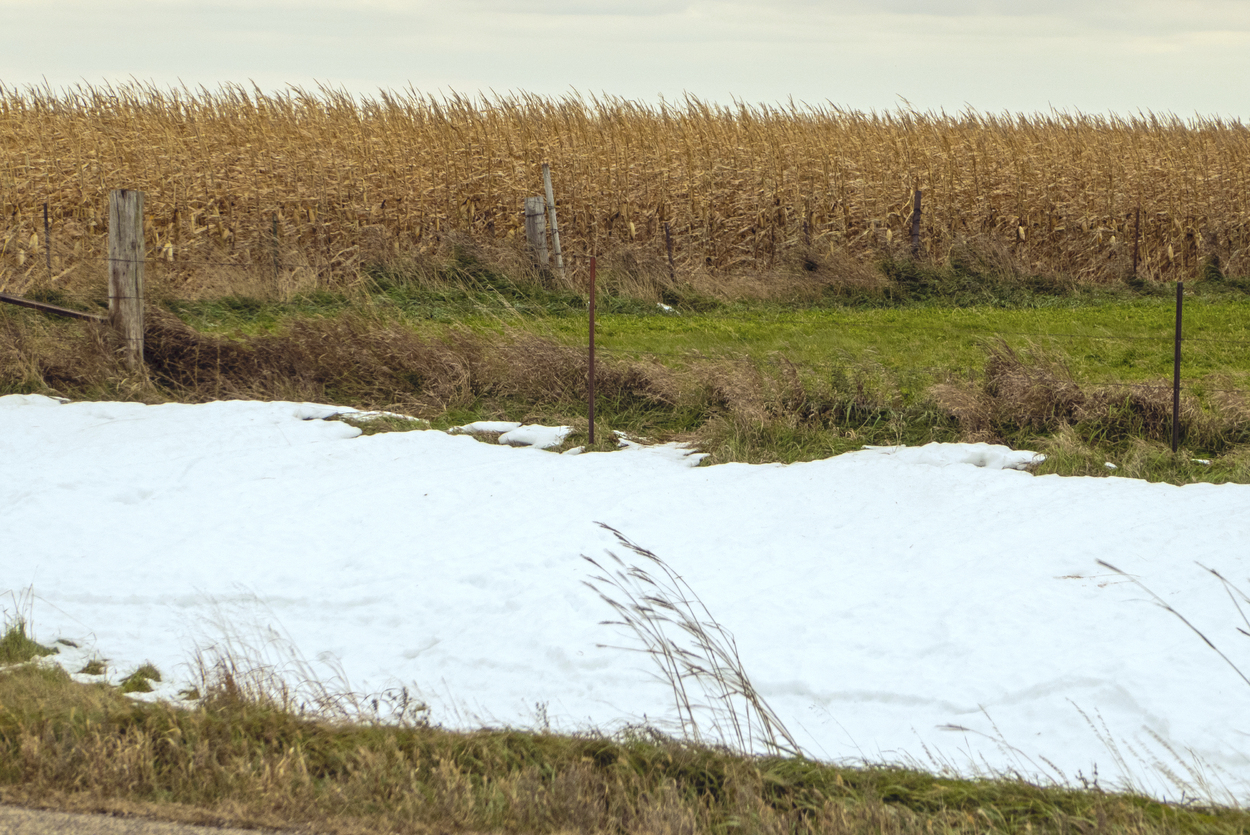 Snowdrift and cornfield in October