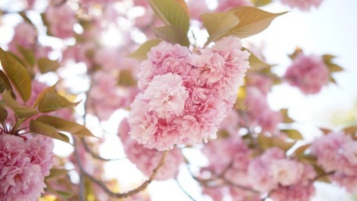 Cherry Blossoms 5167156 585 Thumb 710x400