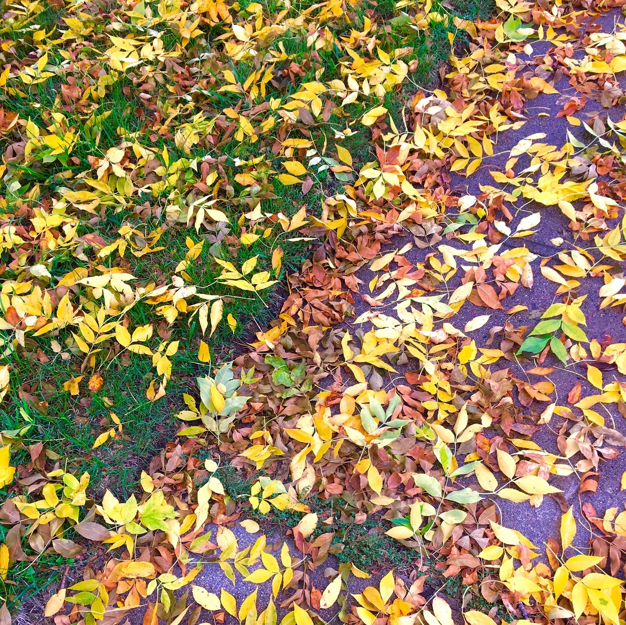 Leaves on grass and sidewalk