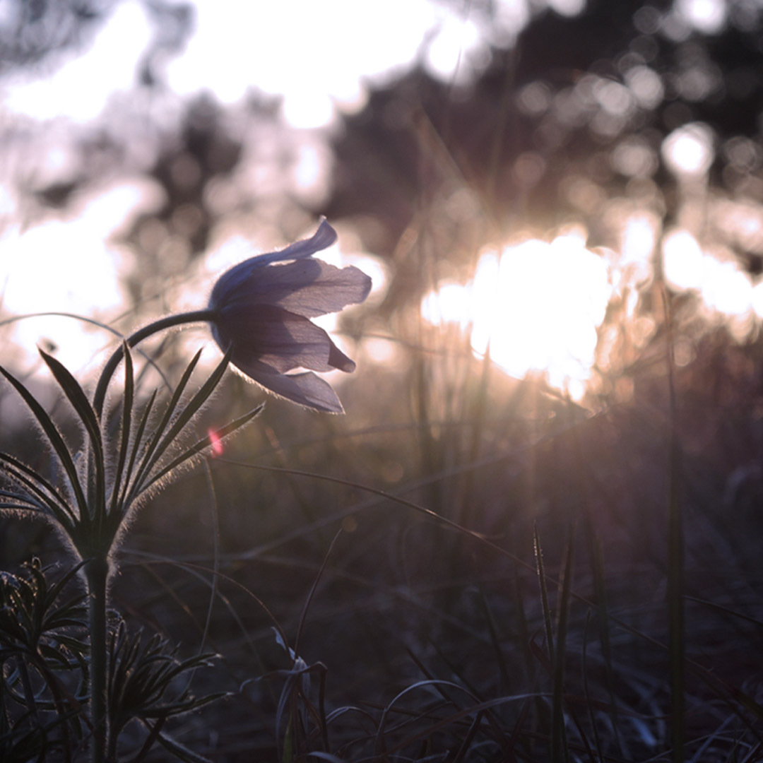 Pasqueflower Lamentations Sq