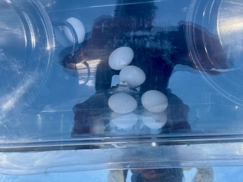 Eggs in solar oven